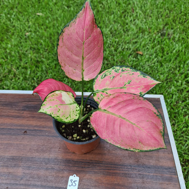 #35 Aglaonema 'Anyanami'