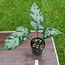 Load image into Gallery viewer, #45 Schismatoglottis Calyptrata