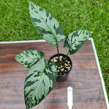 Load image into Gallery viewer, #45 Schismatoglottis Calyptrata