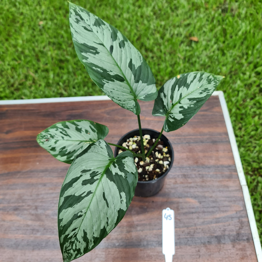 #45 Schismatoglottis Calyptrata