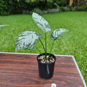 #45 Schismatoglottis Calyptrata