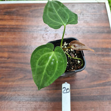 Load image into Gallery viewer, #20 Anthurium hybrid - Unknown ID