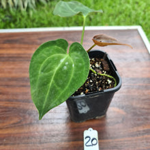 Load image into Gallery viewer, #20 Anthurium hybrid - Unknown ID