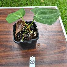 Load image into Gallery viewer, #20 Anthurium hybrid - Unknown ID
