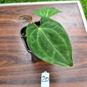 #20 Anthurium hybrid - Unknown ID