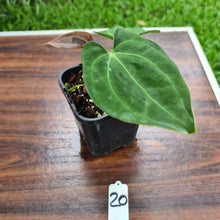 Load image into Gallery viewer, #20 Anthurium hybrid - Unknown ID