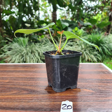 Load image into Gallery viewer, #20 Anthurium hybrid - Unknown ID