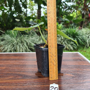 #20 Anthurium hybrid - Unknown ID