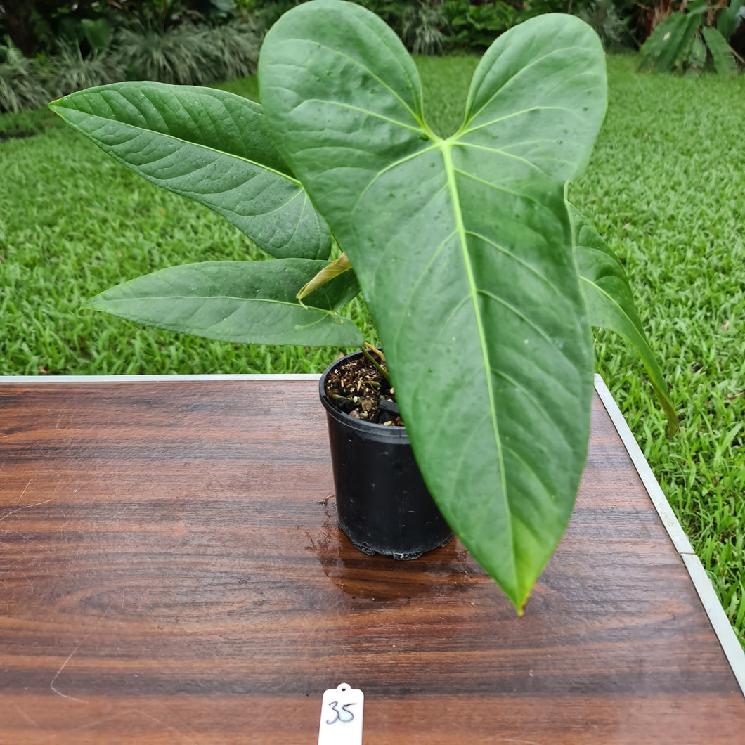 #35 Anthurium Unknown ID