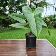 Load image into Gallery viewer, #35 Anthurium Unknown ID