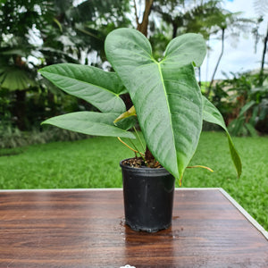 #35 Anthurium Unknown ID