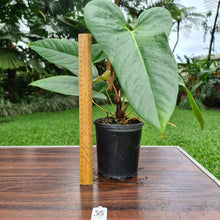 Load image into Gallery viewer, #35 Anthurium Unknown ID