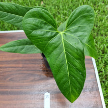 Load image into Gallery viewer, #35 Anthurium Unknown ID