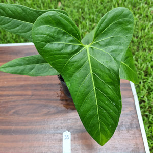 #35 Anthurium Unknown ID