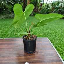 Load image into Gallery viewer, #35 Anthurium Unknown ID