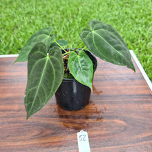 Load image into Gallery viewer, #52 Anthurium Papillilaminum Hybrid x - (Complex hybrid)