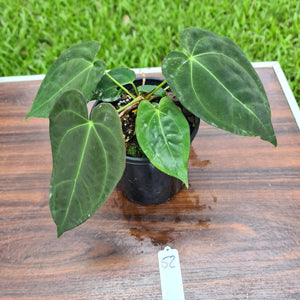 #52 Anthurium Papillilaminum Hybrid x - (Complex hybrid)