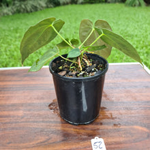 Load image into Gallery viewer, #52 Anthurium Papillilaminum Hybrid x - (Complex hybrid)