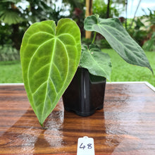 Load image into Gallery viewer, #48 Anthurium Papillilaminum Hybrid x - (Complex hybrid)