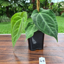 Load image into Gallery viewer, #48 Anthurium Papillilaminum Hybrid x - (Complex hybrid)