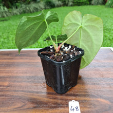 Load image into Gallery viewer, #48 Anthurium Papillilaminum Hybrid x - (Complex hybrid)