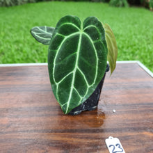 Load image into Gallery viewer, #23 Anthurium Crystallinum x