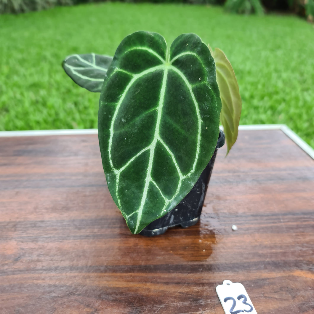 #23 Anthurium Crystallinum x