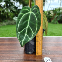 Load image into Gallery viewer, #23 Anthurium Crystallinum x