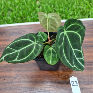 #23 Anthurium Crystallinum x