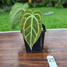 Load image into Gallery viewer, #23 Anthurium Crystallinum x