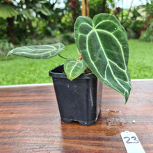 Load image into Gallery viewer, #23 Anthurium Crystallinum x