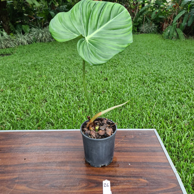 #26 Philodendron Dean McDowell - Rooted tip cutting