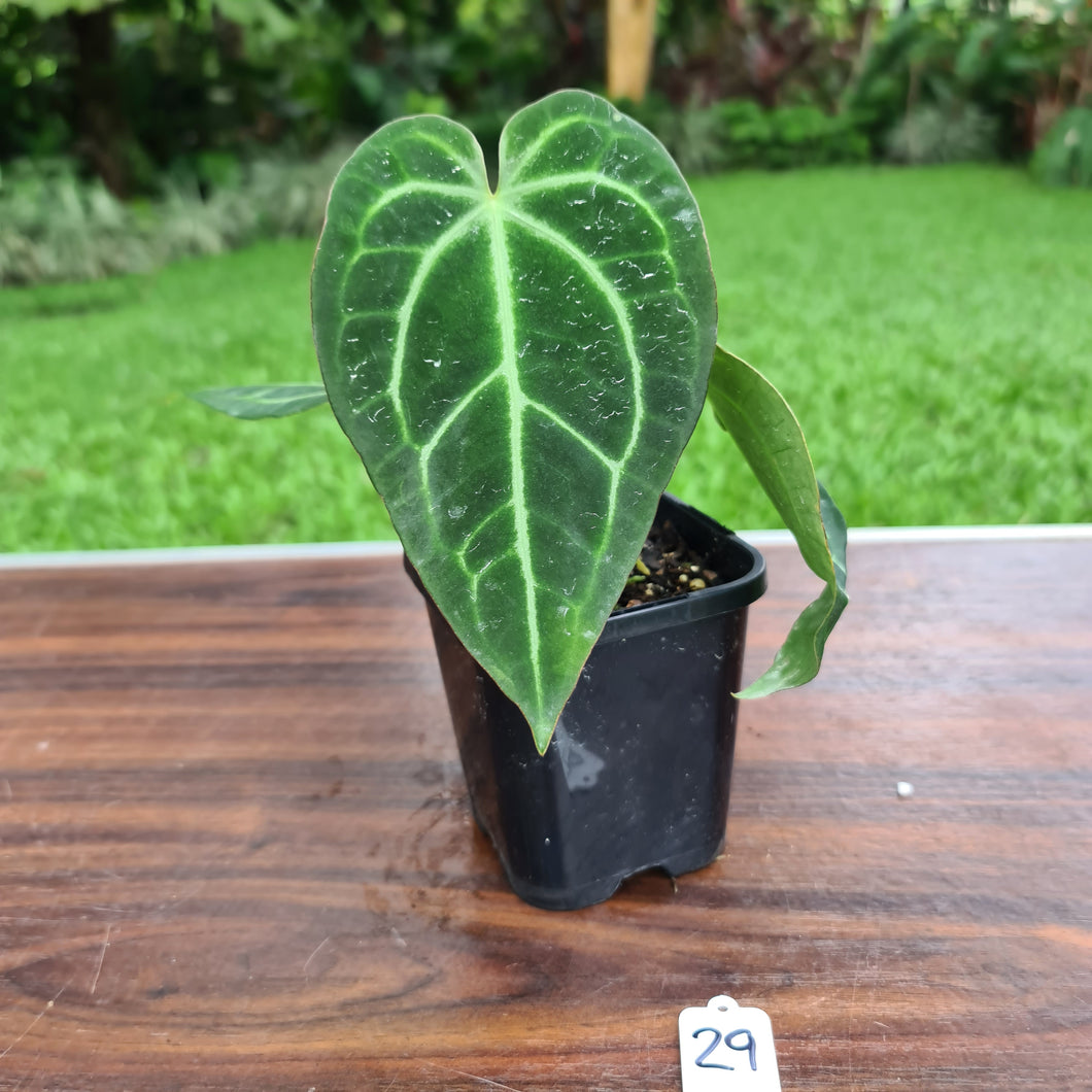 #29 Anthurium Crystallinum x