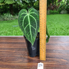Load image into Gallery viewer, #29 Anthurium Crystallinum x
