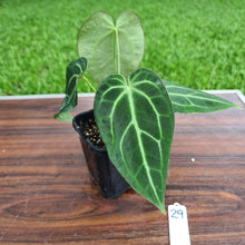 Load image into Gallery viewer, #29 Anthurium Crystallinum x