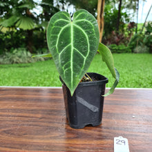 Load image into Gallery viewer, #29 Anthurium Crystallinum x