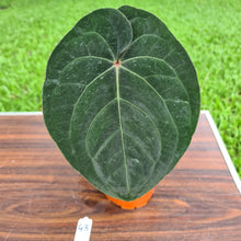 Load image into Gallery viewer, #43 Anthurium Hoffmanii