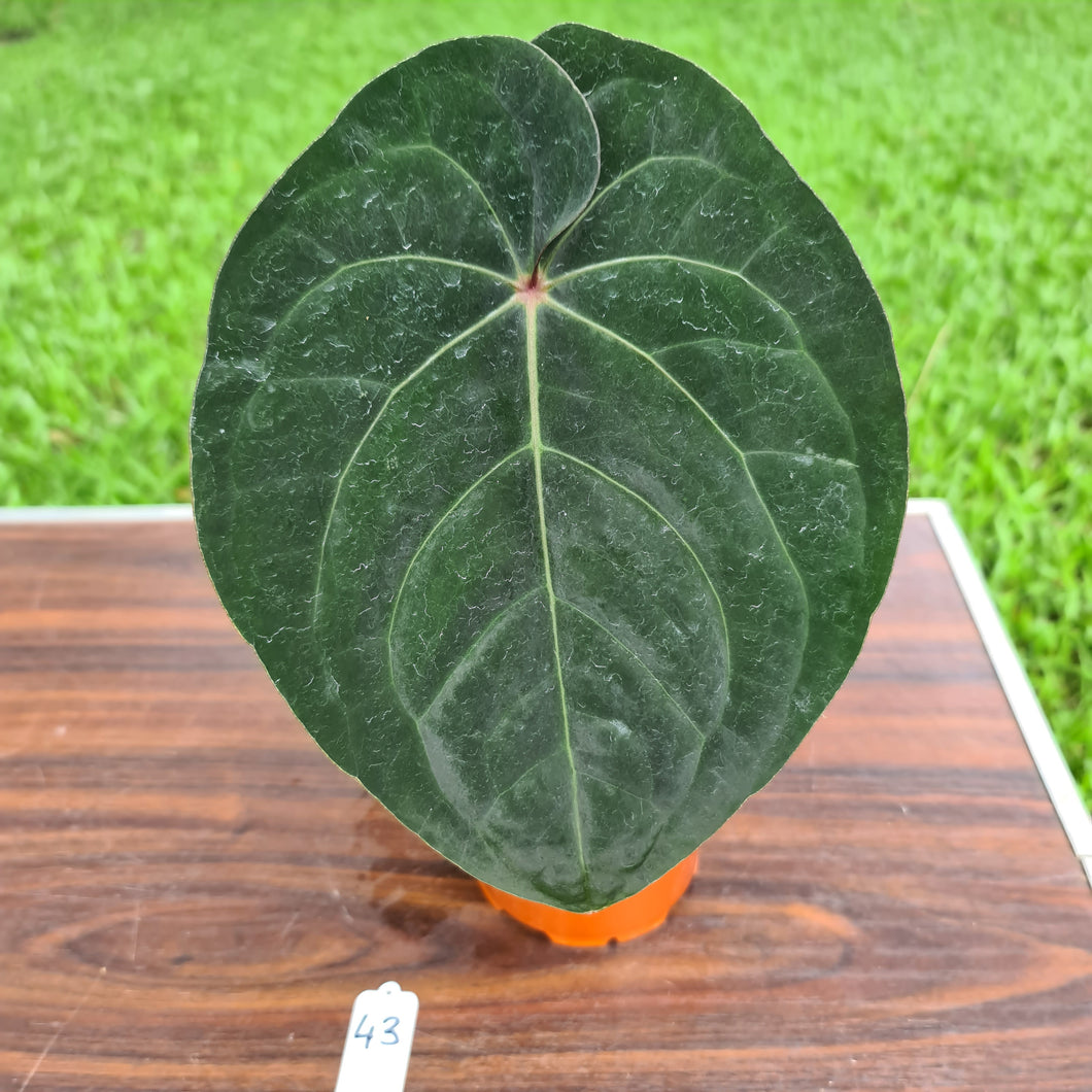 #43 Anthurium Hoffmanii