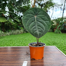 Load image into Gallery viewer, #43 Anthurium Hoffmanii