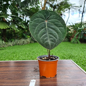 #43 Anthurium Hoffmanii