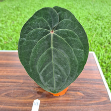 Load image into Gallery viewer, #43 Anthurium Hoffmanii