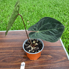 Load image into Gallery viewer, #43 Anthurium Hoffmanii