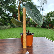 Load image into Gallery viewer, #43 Anthurium Hoffmanii