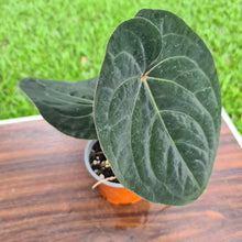 Load image into Gallery viewer, #43 Anthurium Hoffmanii