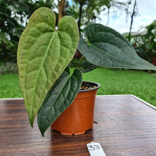 Load image into Gallery viewer, #33 Anthurium Luxurians x Crystallinum