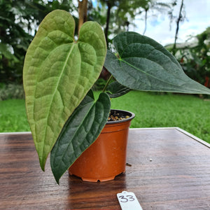 #33 Anthurium Luxurians x Crystallinum