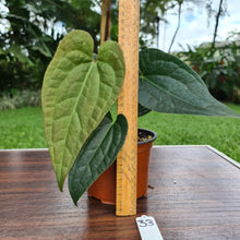 Load image into Gallery viewer, #33 Anthurium Luxurians x Crystallinum
