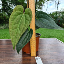 Load image into Gallery viewer, #33 Anthurium Luxurians x Crystallinum