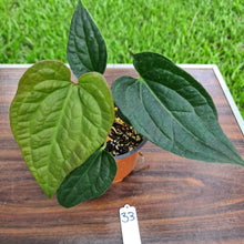 Load image into Gallery viewer, #33 Anthurium Luxurians x Crystallinum