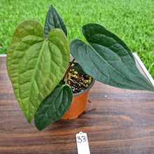 Load image into Gallery viewer, #33 Anthurium Luxurians x Crystallinum